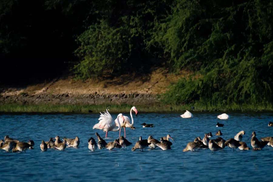 Hire Tempo Traveller in Ahmedabad to Thol Bird Sanctuary